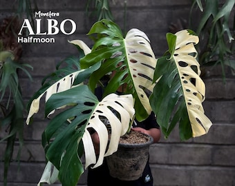 Monstera Albo Halfmoon Form Variegated (Big Size) Selected Plants Reference Photo