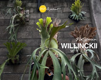 Platycerium Willinckii 'thousands of Arrows Fired' Staghorn Fern