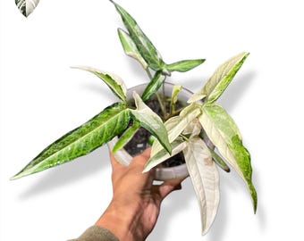 Syngonium Angustatum Variegated Live Plant (Real Photo)