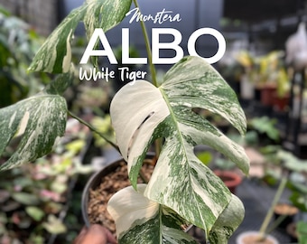 Monstera albo tigre blanc | Aroïde panaché rare | Véritable photo de plante