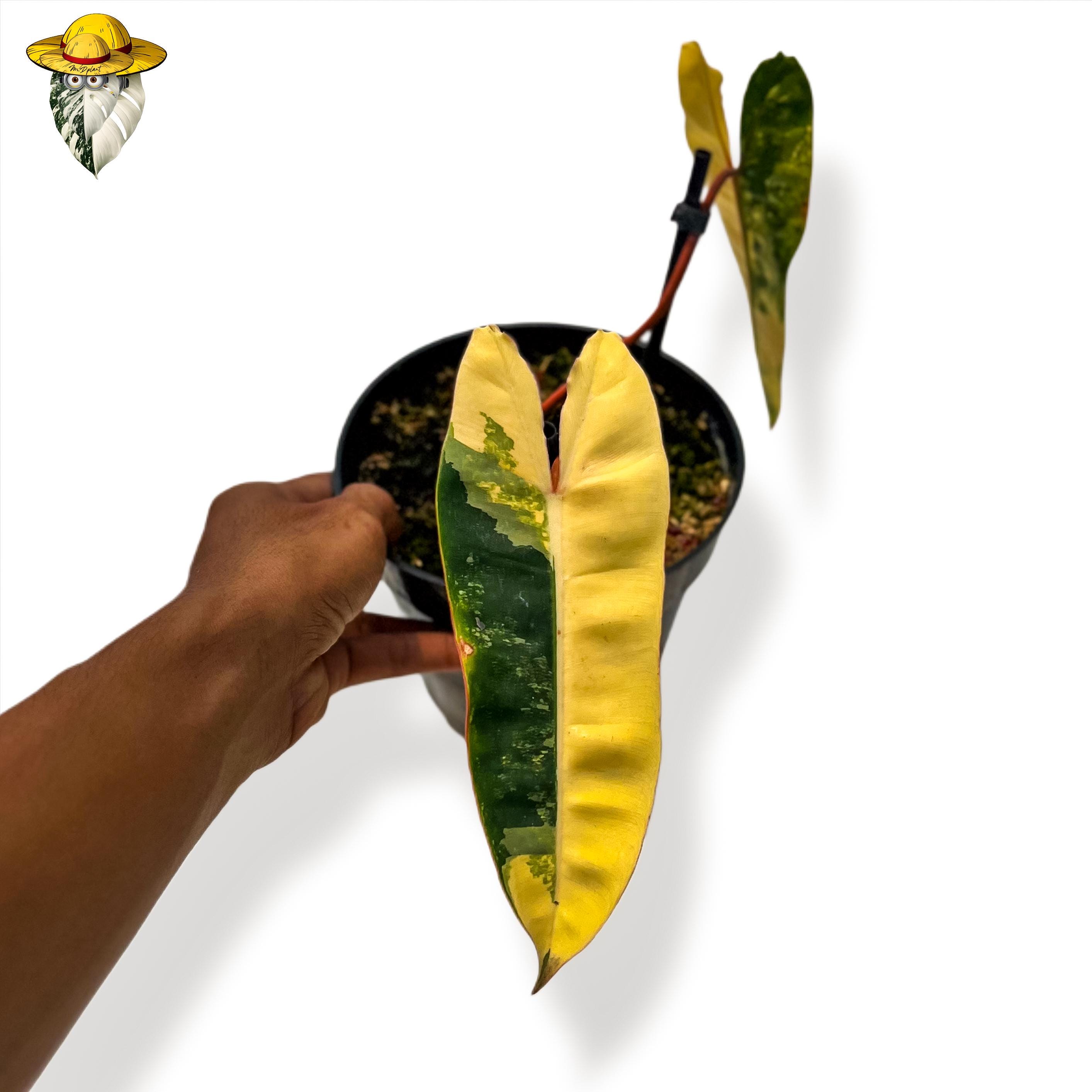 Philodendron billietiae variegated - Etsy 日本