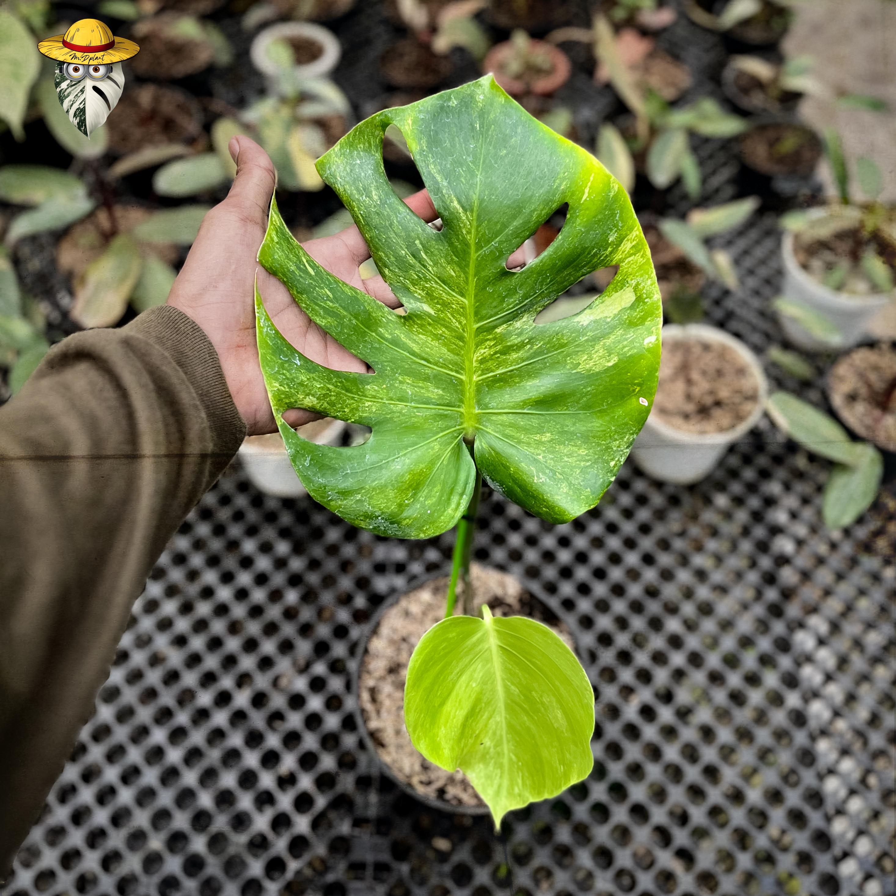 Monstera Oceana - Etsy