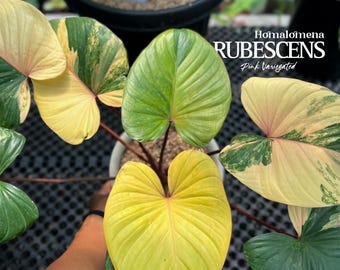 ホマロメナ ピンクダイヤモンド 斑入り 6インチポット 希少植物