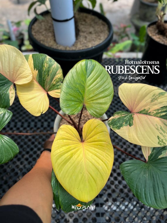 Homalomena Rubescens Pink Variegated | Real Picture | Rare Tropical Aroid