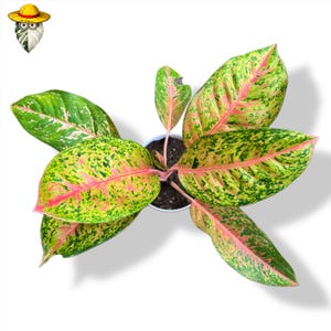 Aglaonema Big Roy - Etsy