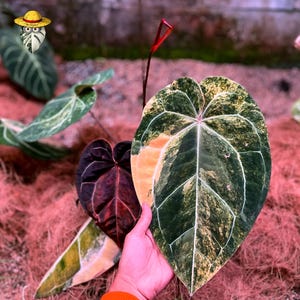 May include: A variegated Anthurium plant featuring large, heart-shaped leaves with a deep green base, prominent white veining, and patches of yellow and cream variegation. The plant also displays a smaller, dark reddish-purple leaf and red spathes.