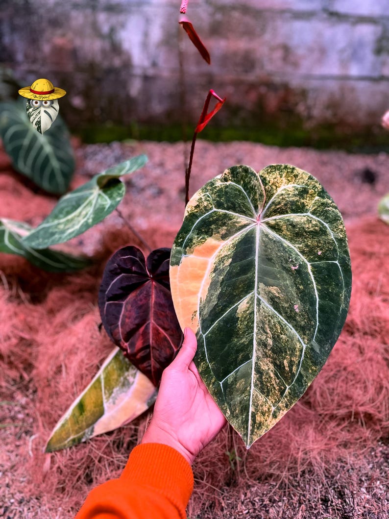May include: A variegated Anthurium plant featuring large, heart-shaped leaves with a deep green base, prominent white veining, and patches of yellow and cream variegation. The plant also displays a smaller, dark reddish-purple leaf and red spathes.