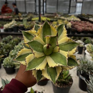 May include: A close-up of a variegated agave plant with green and yellow striped leaves. The plant has sharp, pointed edges and is held in front of a greenhouse background filled with potted plants.