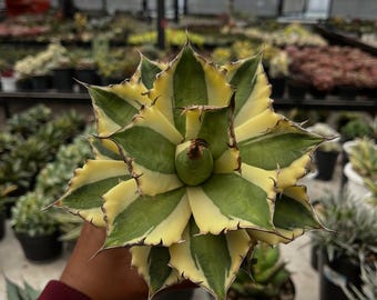 alocasia zebrina braune spitzen Tipps zur Pflege deiner Pflanze : Alocasia zebrina  PflanzenFuerAlle