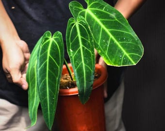 Anthurium Zamora Queen - (mamoratum 2 X Warocqueanum) - Etsy