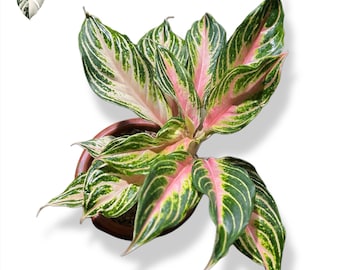 house plant money tree Pachira