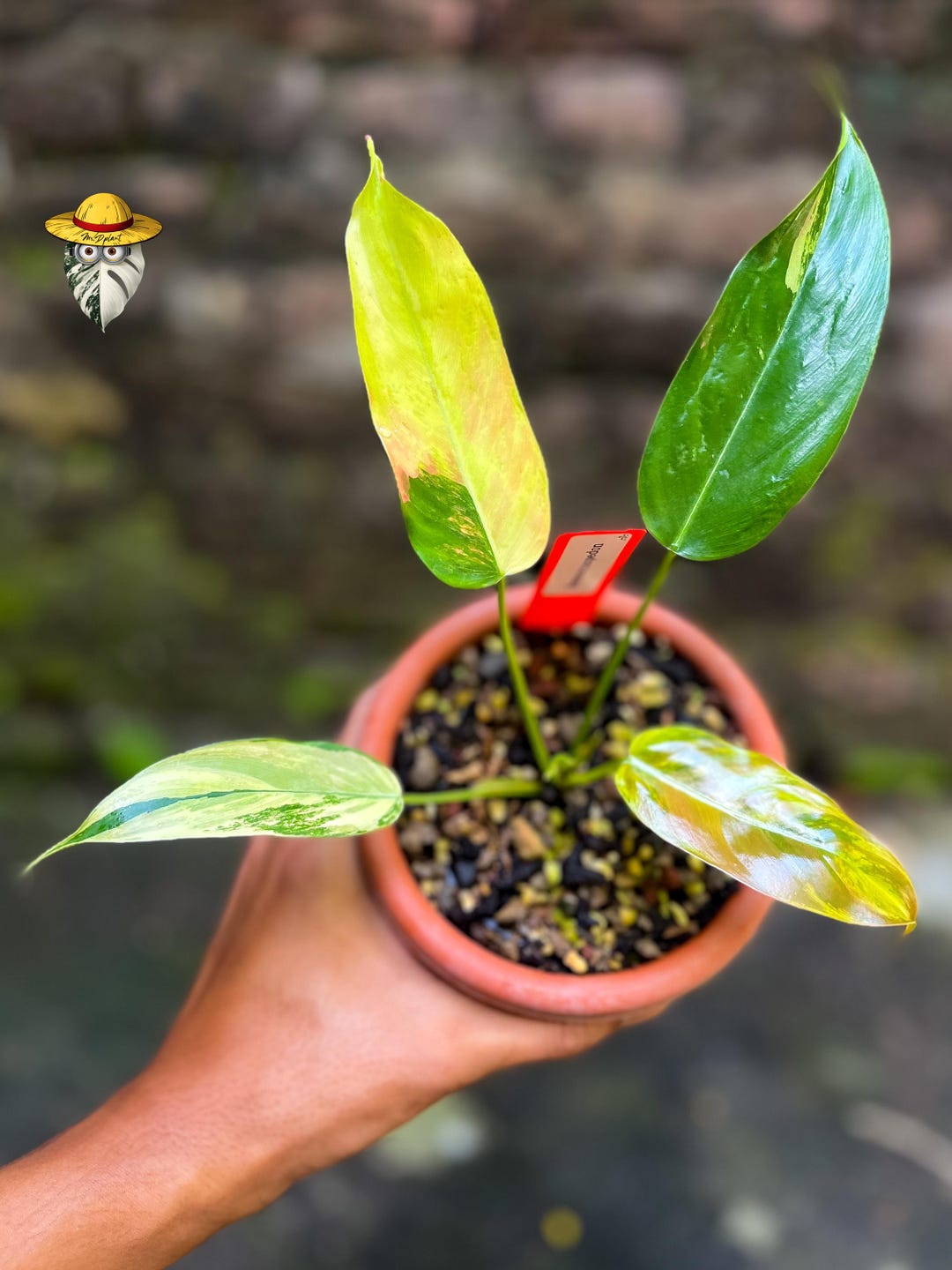 Philodendron Heterocraspedon Pink Variegated - Rare Collector