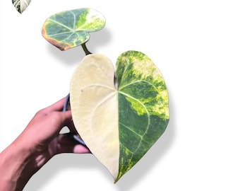 Anthurium Clarinervium Halfmoon Variegated (Planta real, foto real)