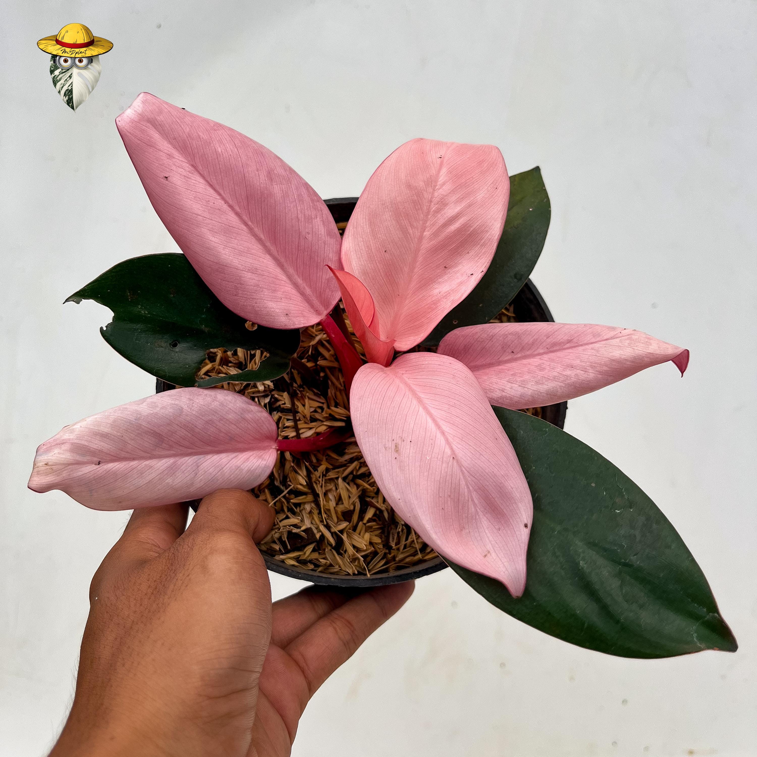 Variegated Philodendron Pink Congo Live Plant - House Plant Real Photo ...