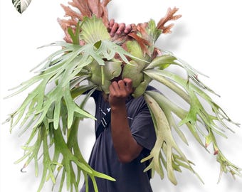 Platycerium Willinckii 'thousands of Arrows Fired' Staghorn Fern