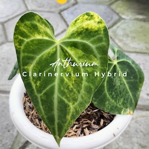 Anthurium Clarinervium Hybriden | Seltene Aronstab | Mit Pflanzengesundheitliche Zertifikat