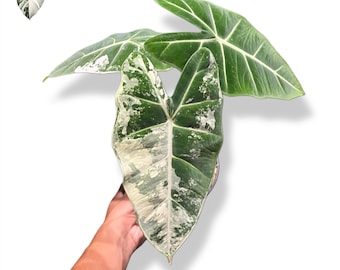 Alocasia Blizzard – Snowy White Foliage - Extra Variagation - 6