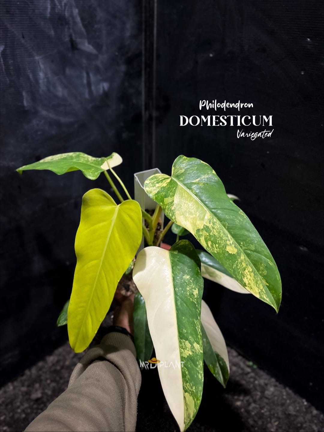 philodendron golden saw Philodendron Golden Saw 12 cm pot – Plantsden main image 0
