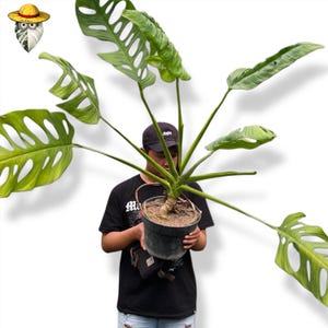 Monstera Esqueleto volwassen grote zeldzame tropische levende plant aroid (echte foto)