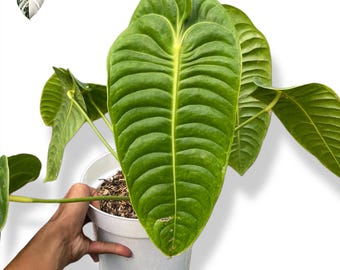 Anthurium Veitchii King Big Size Cheap Real Photo