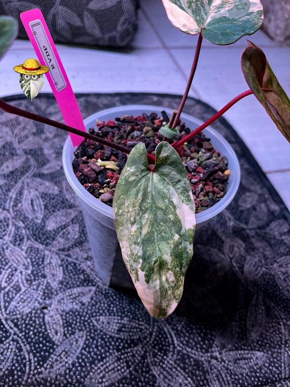 Anthurium RVDP Red Vein Dark Phoenix Self Variegated Hybrid Live