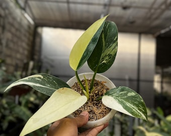 Philodendron Green Congo (Lokal) | Sällsynt brokig aroid | Bild på riktig växt | Samlarens tropiska krukväxt