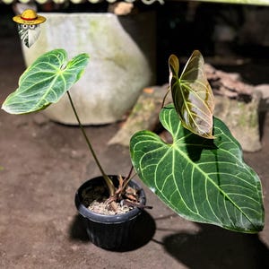 Peut inclure: Une plante Anthurium en pot avec de grandes feuilles vert foncé en forme de cœur et des nervures claires marquées. La plante possède trois feuilles distinctes, dont une plus petite et dressée aux tons bronze, dans un pot en plastique noir.
