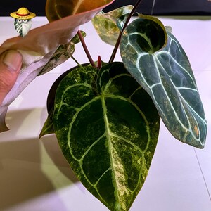 Anthurium Michelle x Bumblebee Variegated – Etablerad moderplanta | Stort sammetsblad | Sällsynt samlarhybrid bild 4