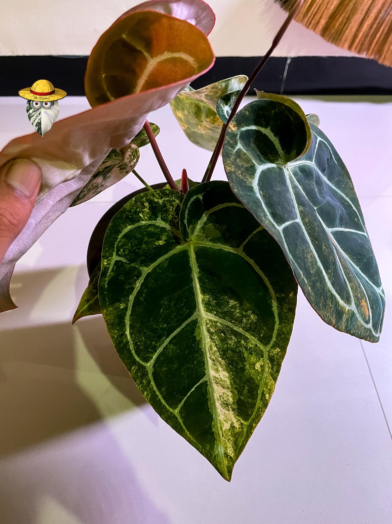 Anthurium Michelle x Bumblebee Variegated – Etablerad moderplanta | Stort sammetsblad | Sällsynt samlarhybrid bild 4