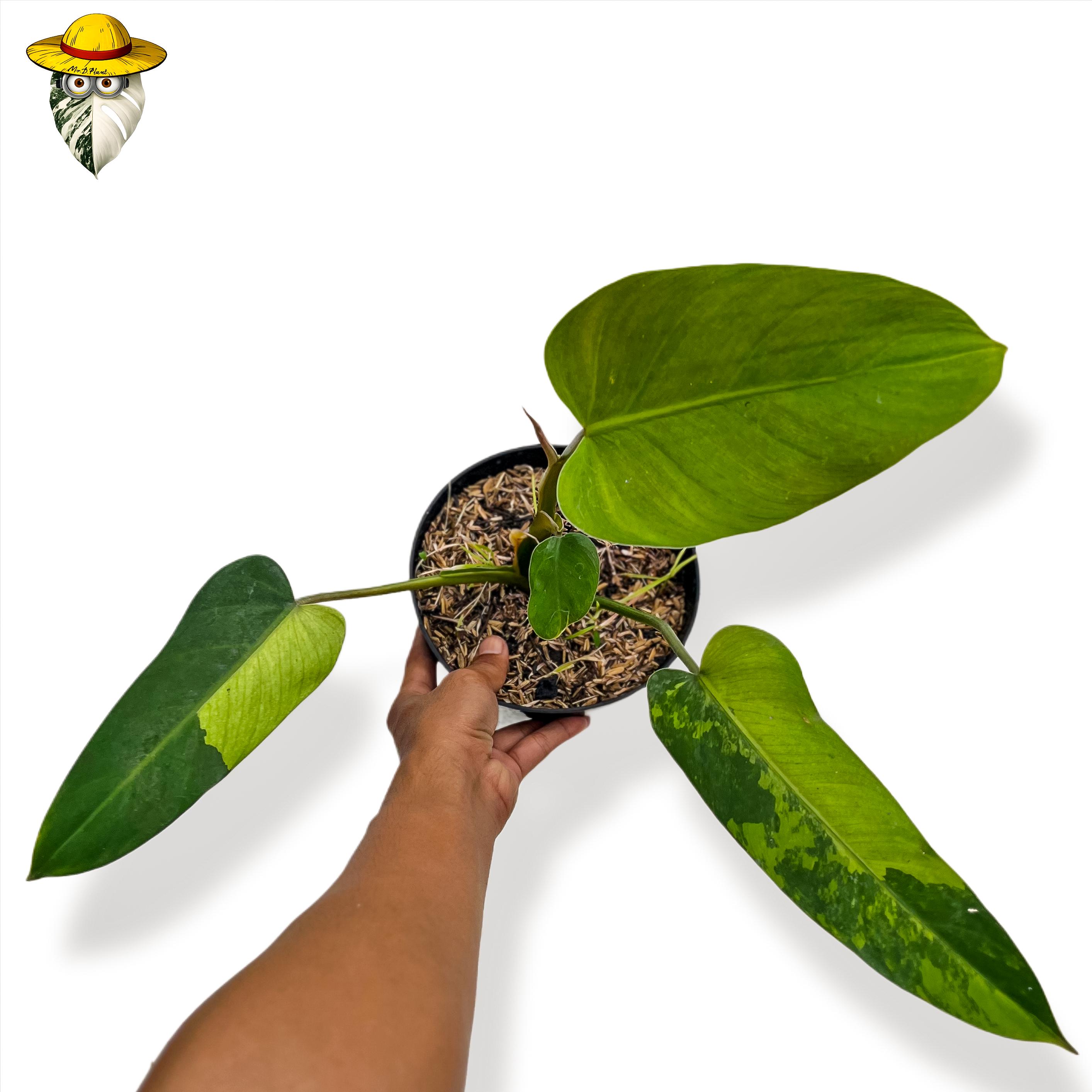 希少！フィロデンドロン　ハイブリッド ☆美株☆ ウイップルウェイ フィロデンドロン ホイップル ウェイ 「Philodendron whipple way」37