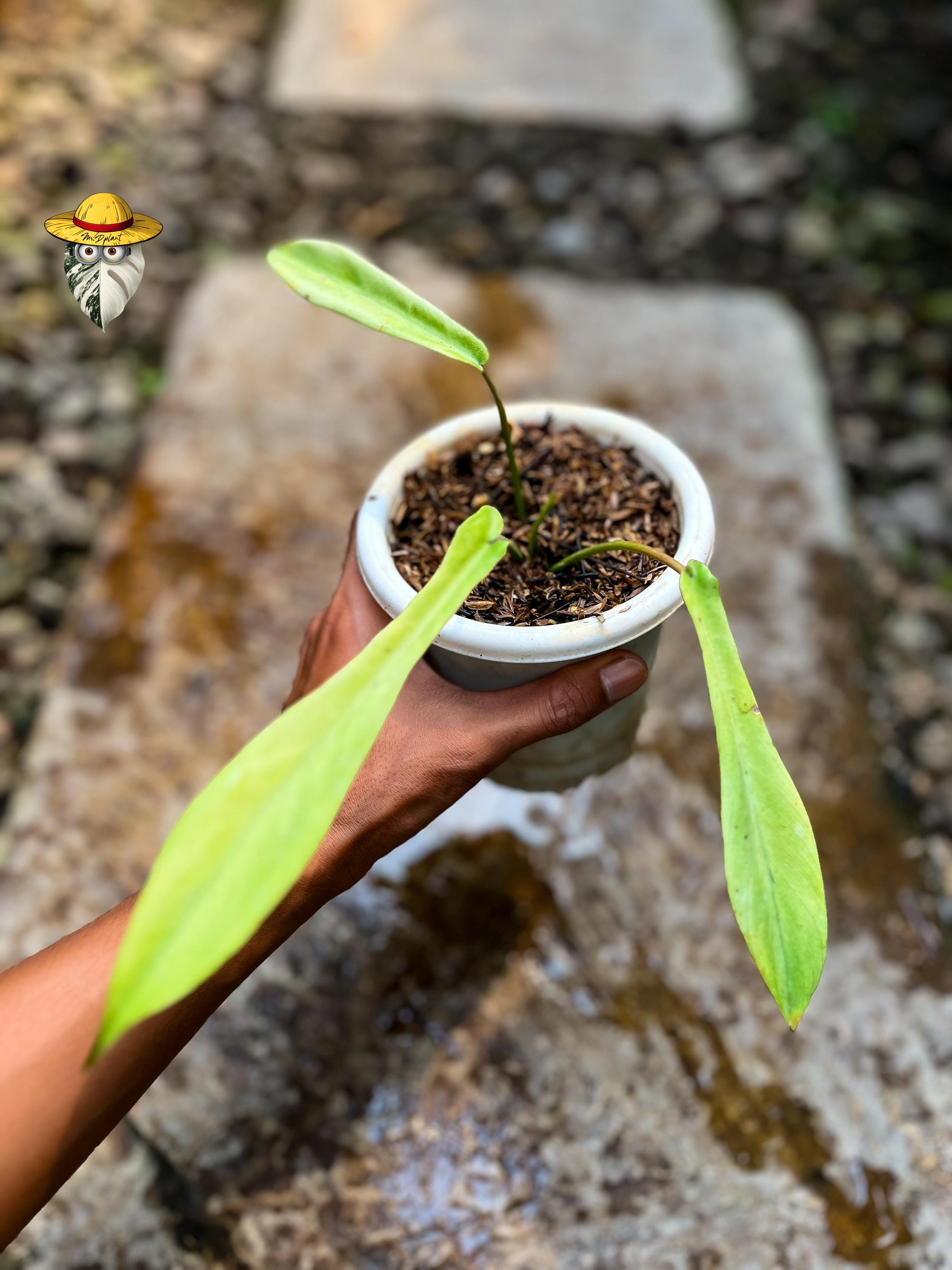 Philodendron Joepii Mint - Etsy