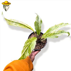 Anthurium Plowmanii Variegated - Etsy