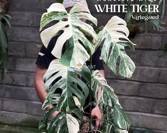 Monstera Albo White Tiger Variegated (Grande) / Imagen real / Aroid tropical rara