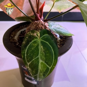 Anthurium Michelle x Bumblebee Variegated – Etablerad moderplanta | Stort sammetsblad | Sällsynt samlarhybrid bild 5