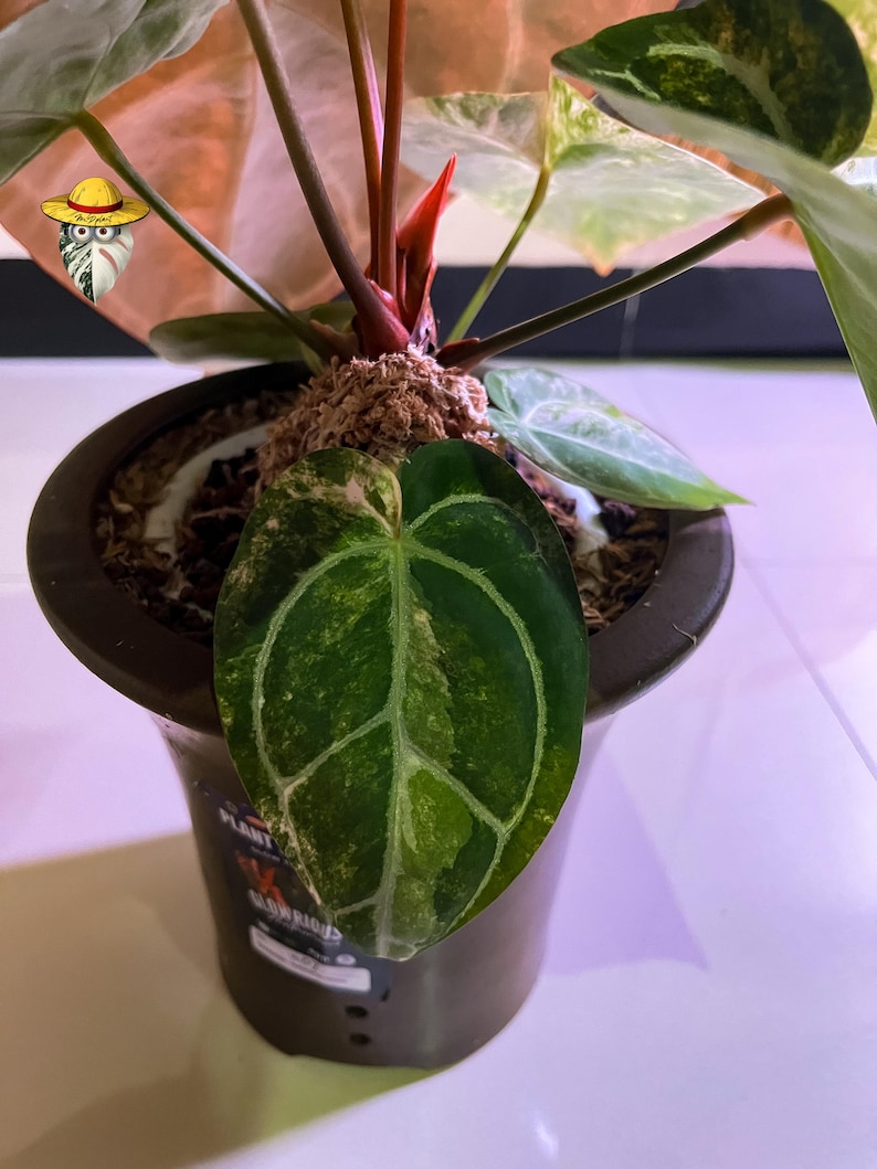 Anthurium Michelle x Bumblebee Variegated – Etablerad moderplanta | Stort sammetsblad | Sällsynt samlarhybrid bild 5