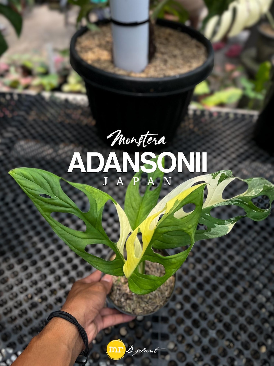 philodendron paraiso verde variegated Philodendron Paraiso Verde White Spotted main image 1