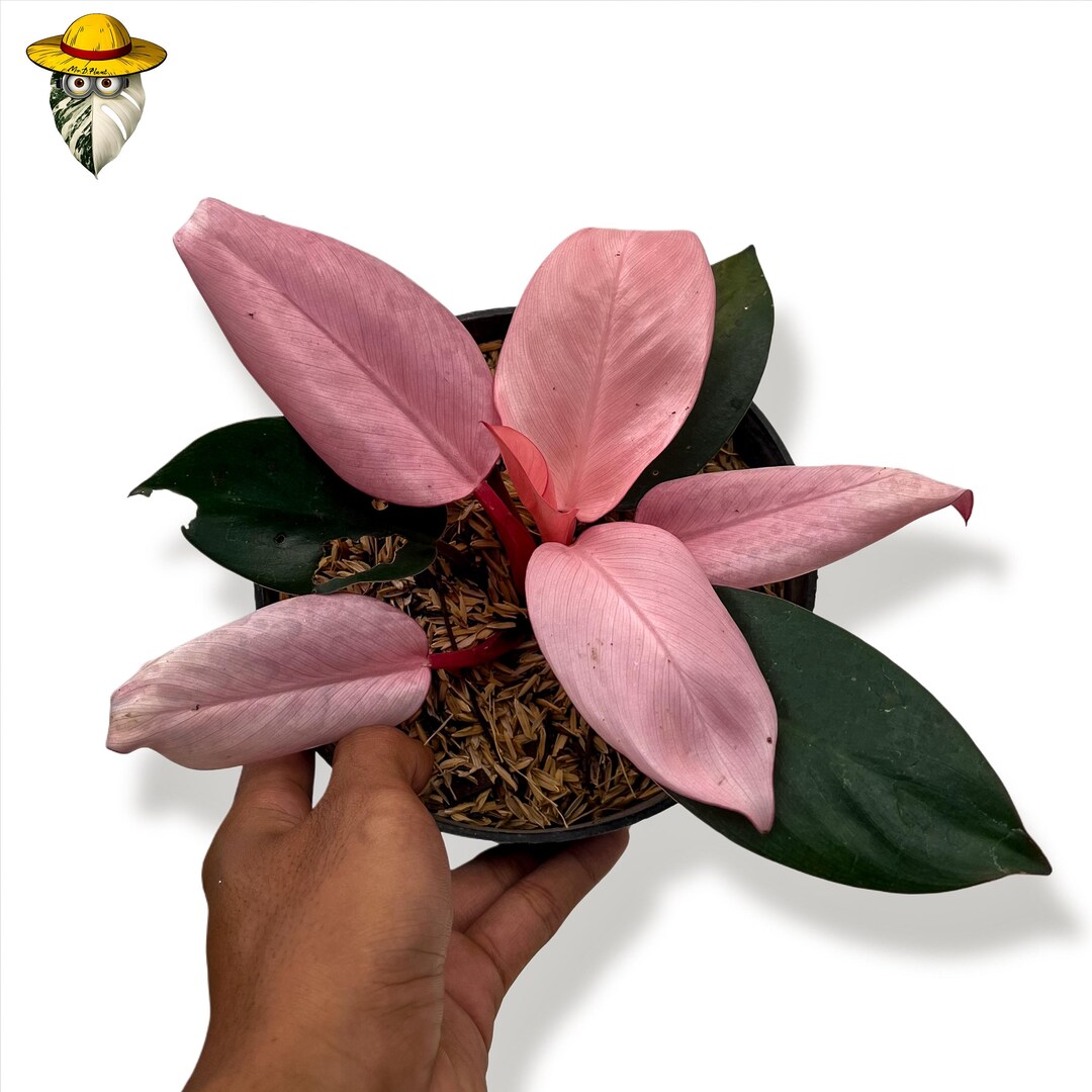 Variegated Philodendron Pink Congo Live Plant - Etsy