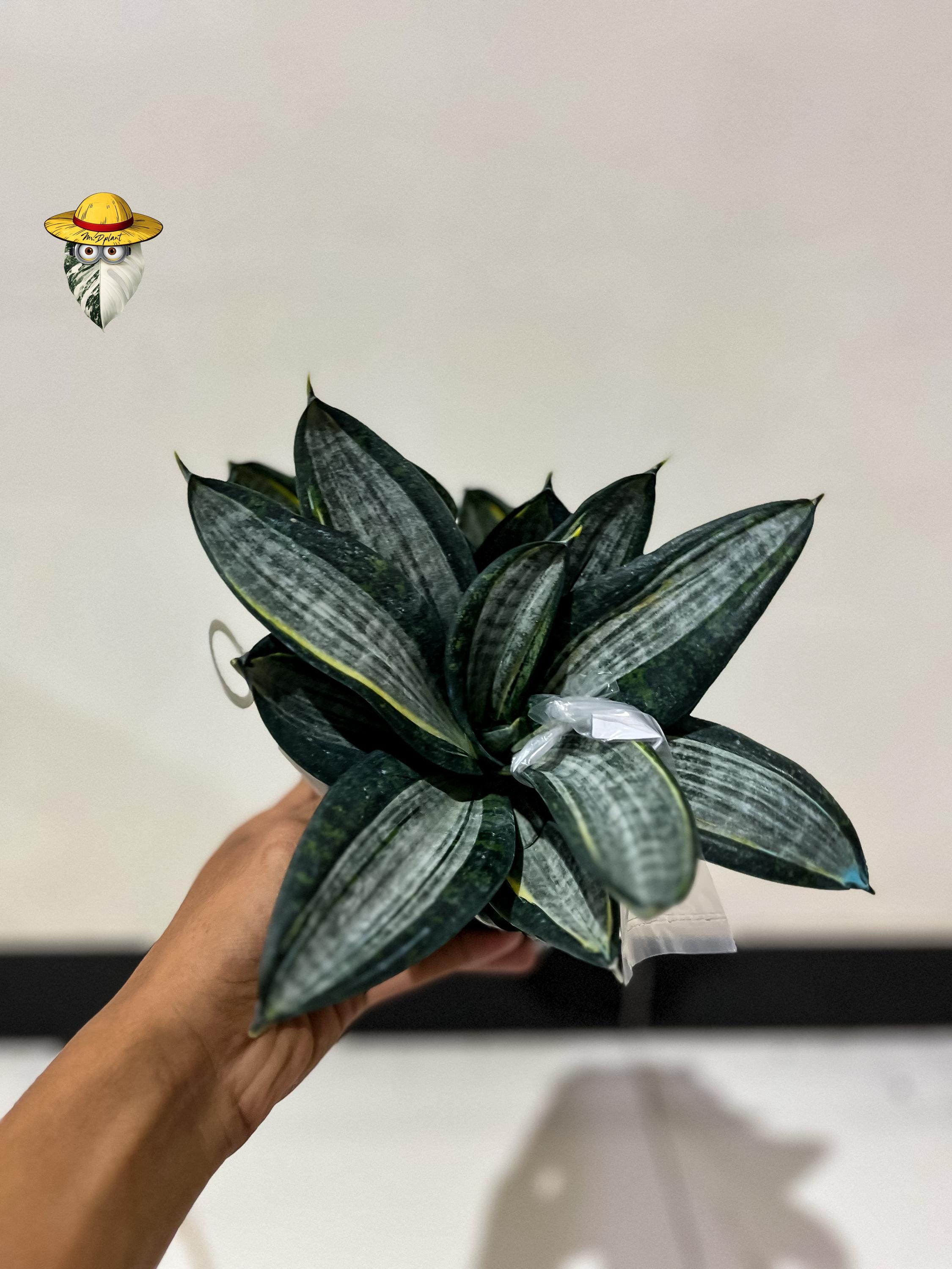 Hybrid sansevieria - Etsy 日本