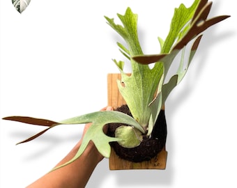 Platycerium Willinckii 'thousands of Arrows Fired' Staghorn Fern