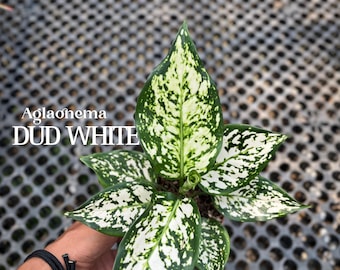 Aglaonema Rotundum Aceh Exotic Plants | Free Phythosanitary