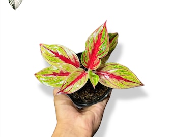 Aglaonema Rotundum Aceh Exotic Plants | Free Phythosanitary