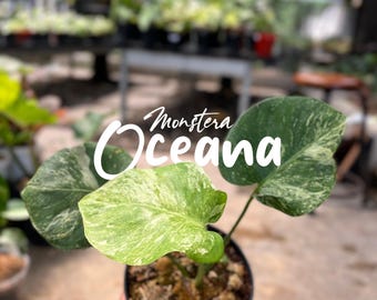 Monstera Oceana Variegated | Real  Picture | Marble Mint Variegation | Tropical Plant