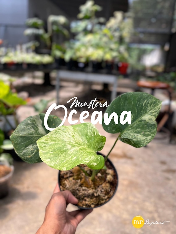 寒波sale超レアMonstera deliciosa Oceana Monstera Oceana Variegated | Real Picture | Marble Mint