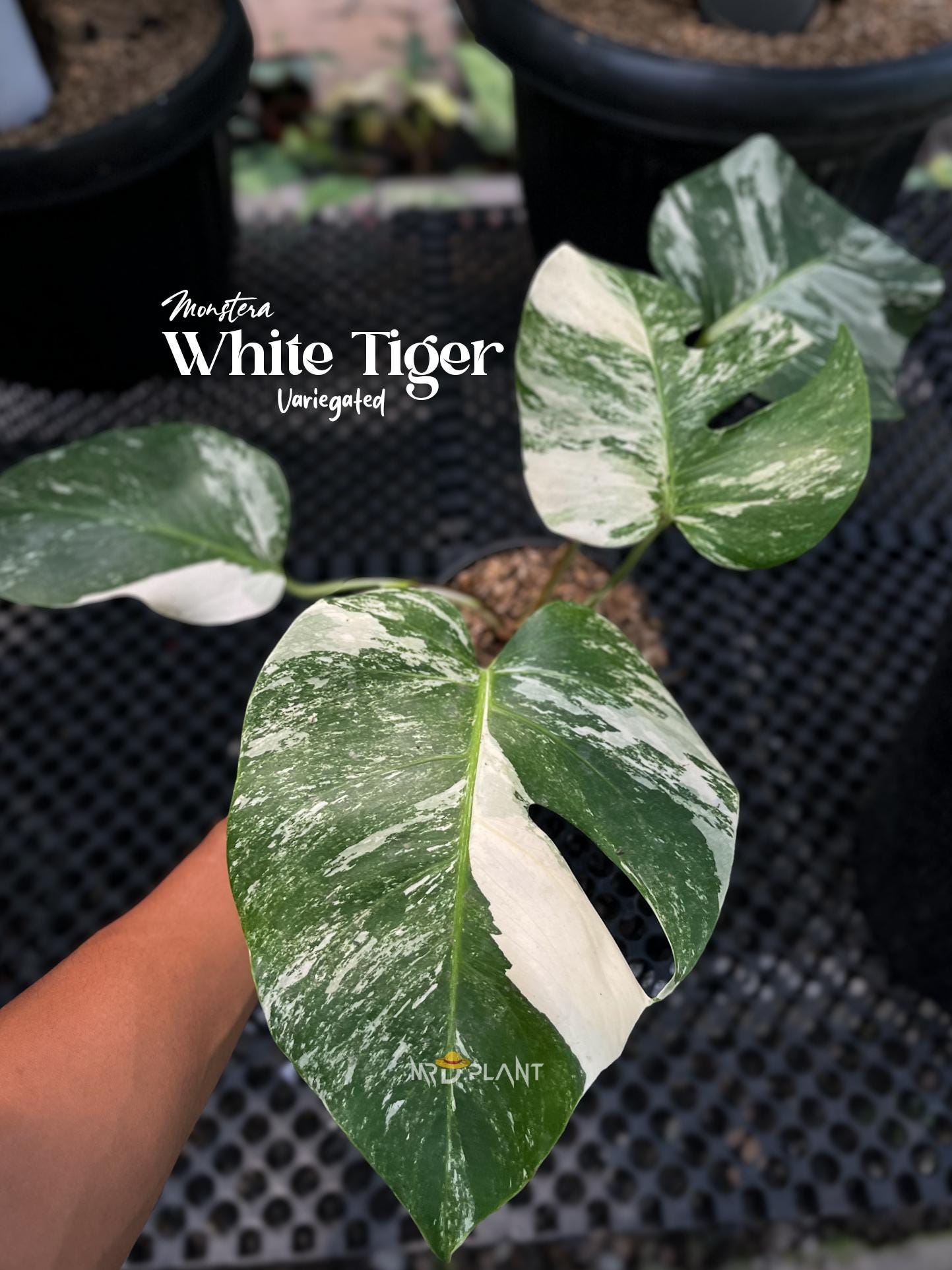 monstera aufrichten Monstera deliciosa