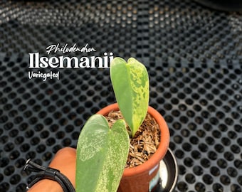 Philodendron Ilsemanii Variegated – Rare Aroid Live Plant | Indoor Tropical Houseplant | Real Pictures