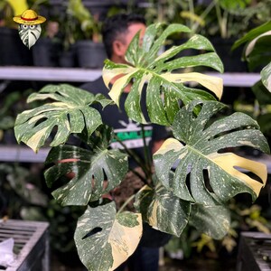 Monstera Thai Starlight - Etsy