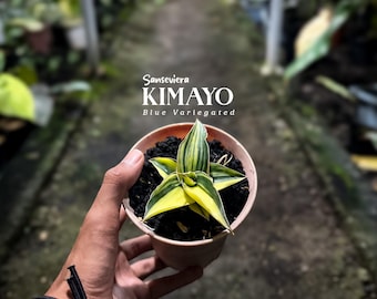 Sansevieria Kimayo Azul Variegada / Imagen Real / Planta Suculenta Rara / Planta de Interior de Fácil Cuidado