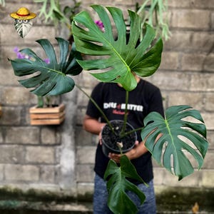 Puede incluir: Una planta de Monstera en maceta con hojas grandes, verdes y divididas. La planta se sostiene en una maceta negra. El fondo presenta una pared de ladrillos y otras plantas.
