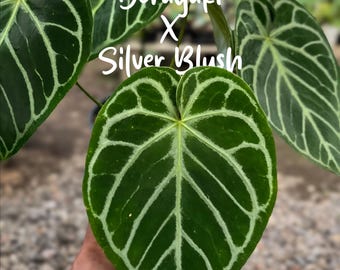Anthurium Dorayaki x Silver Blush | Real Plant Picture | Rare Hybrid Tropical Plant