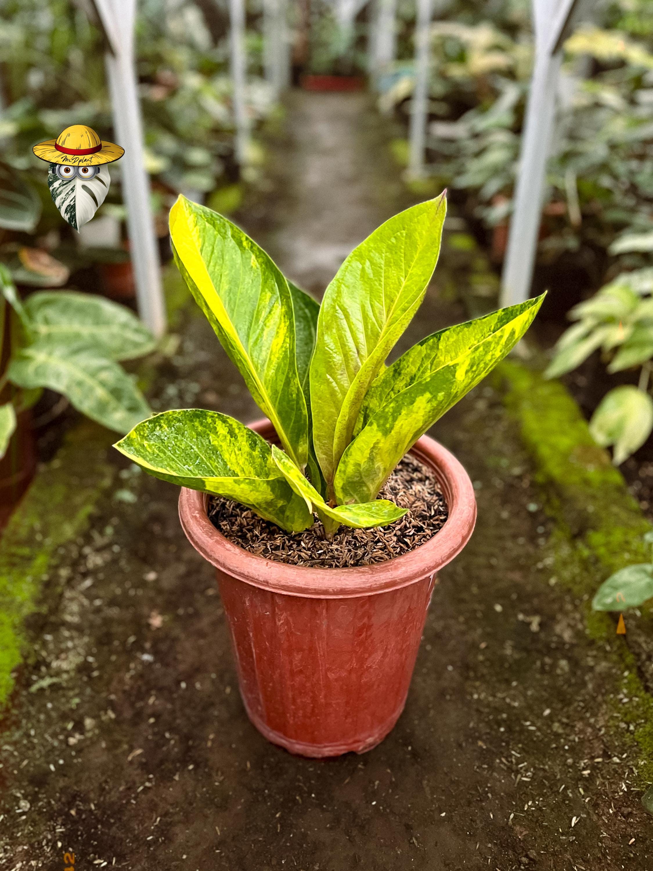 aglaonema red Aglaonema 'Red Valentine' main image 0